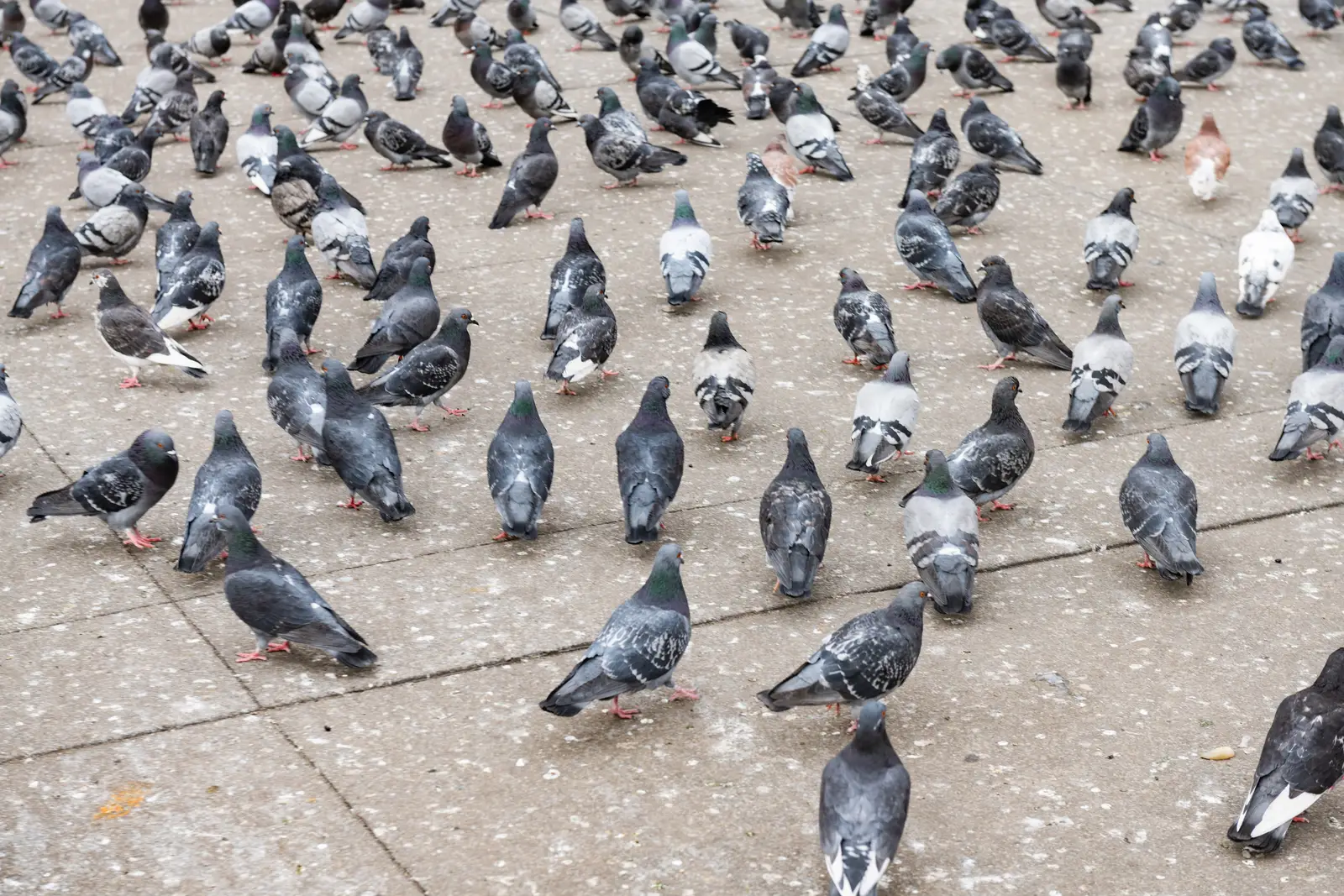 Why marinas draw more birds than a typical property