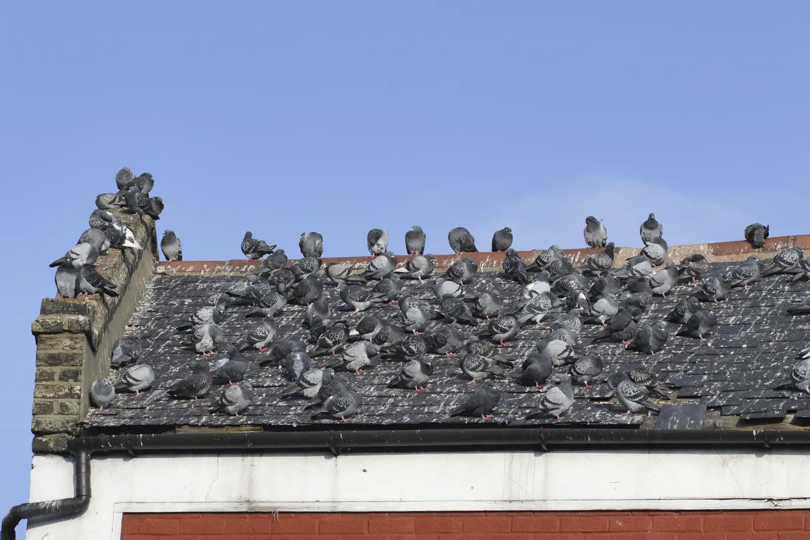 Rooftop bird control across NJ, NY & CT
