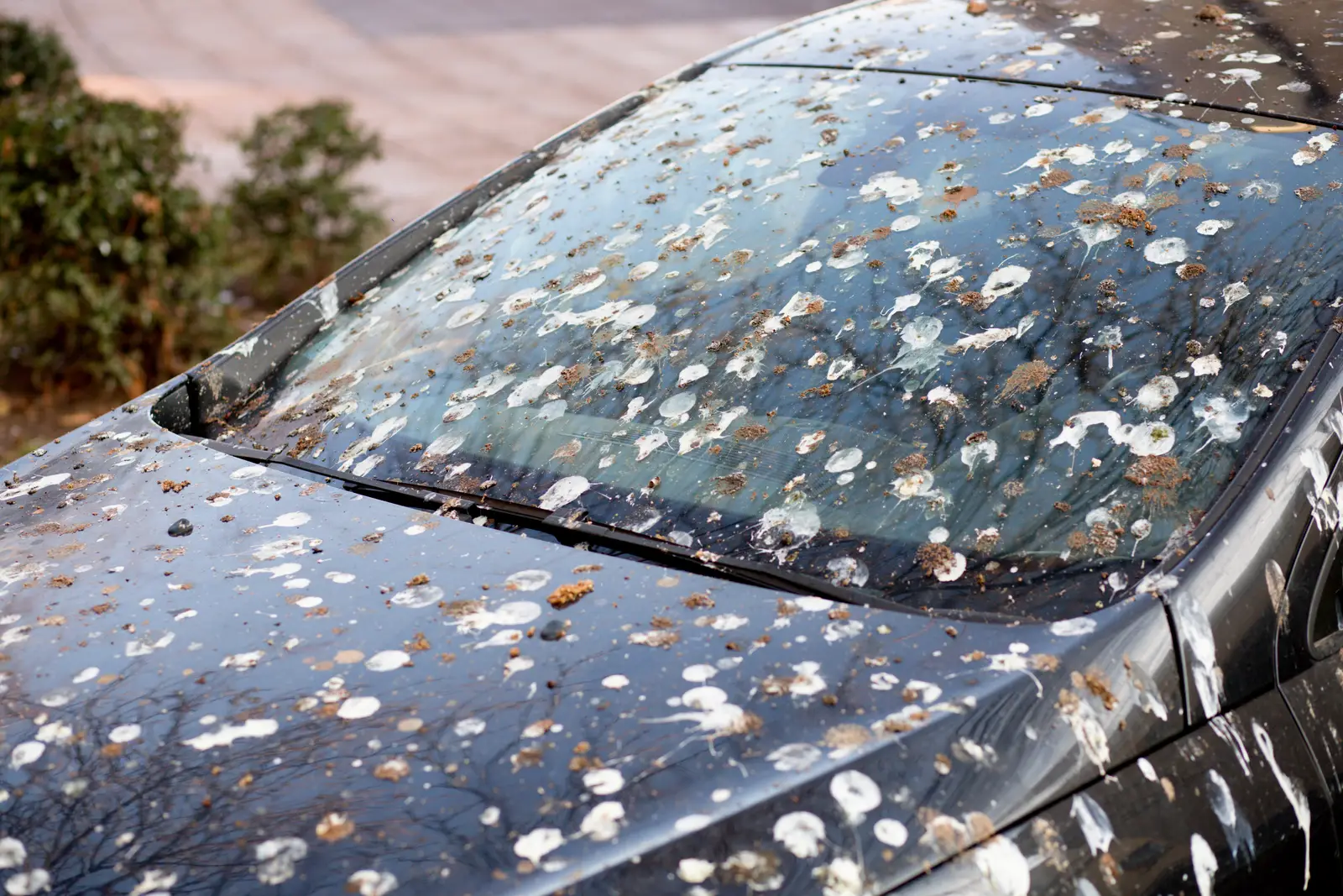 Health hazards from nesting birds