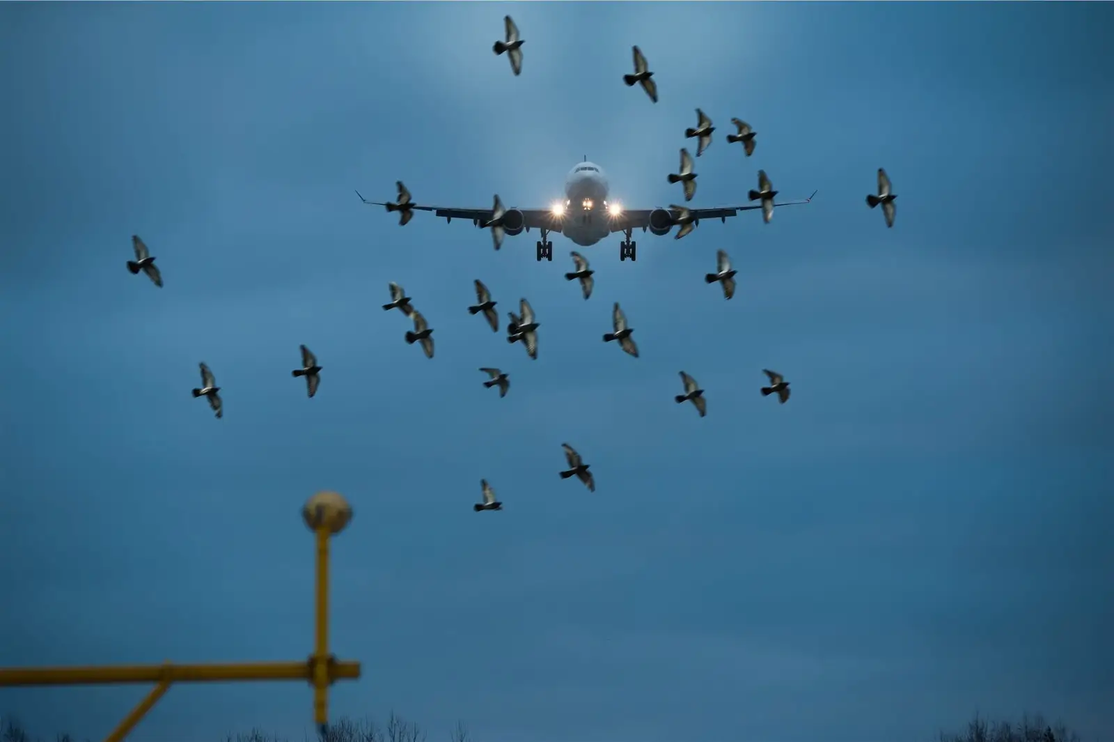 Canada geese control for airplane hangars