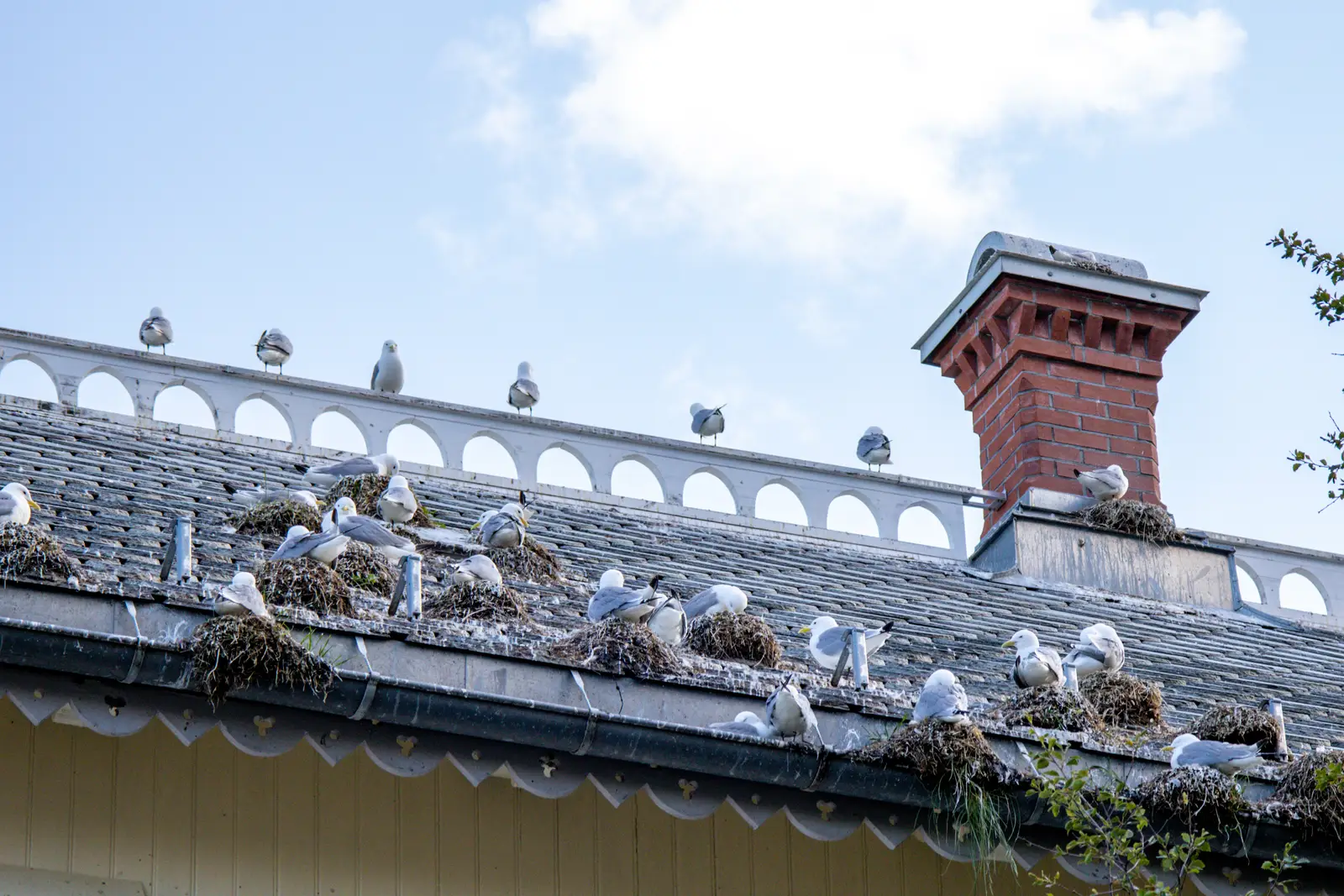 Property damage caused by birds nesting: risks and prevention