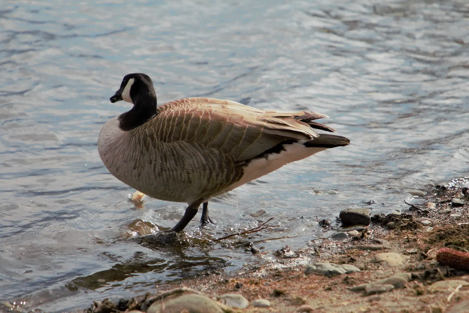 A shoreline-focused control program