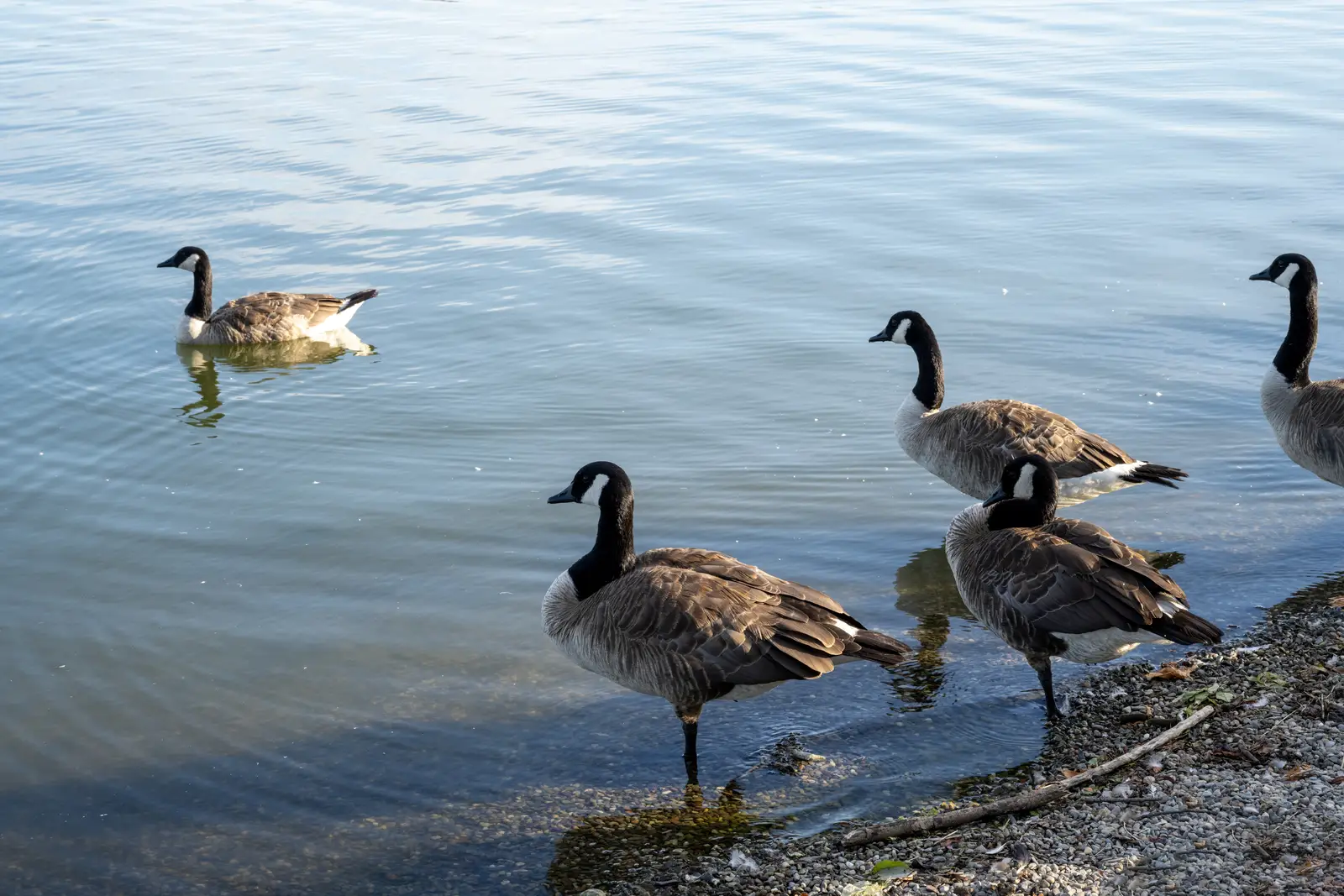Why one pond is never really isolated