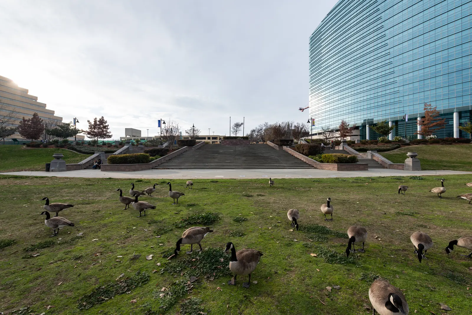 Canada geese control for business parks and office complexes