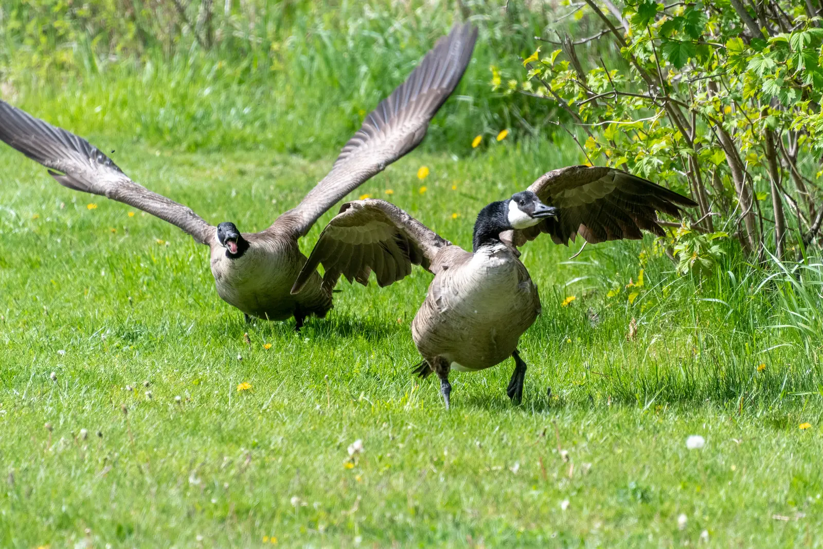 Why geese settle throughout Lakewood