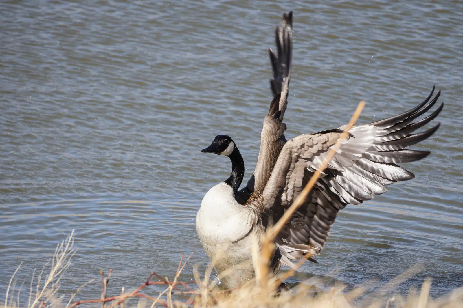 Why geese settle around Manalapan