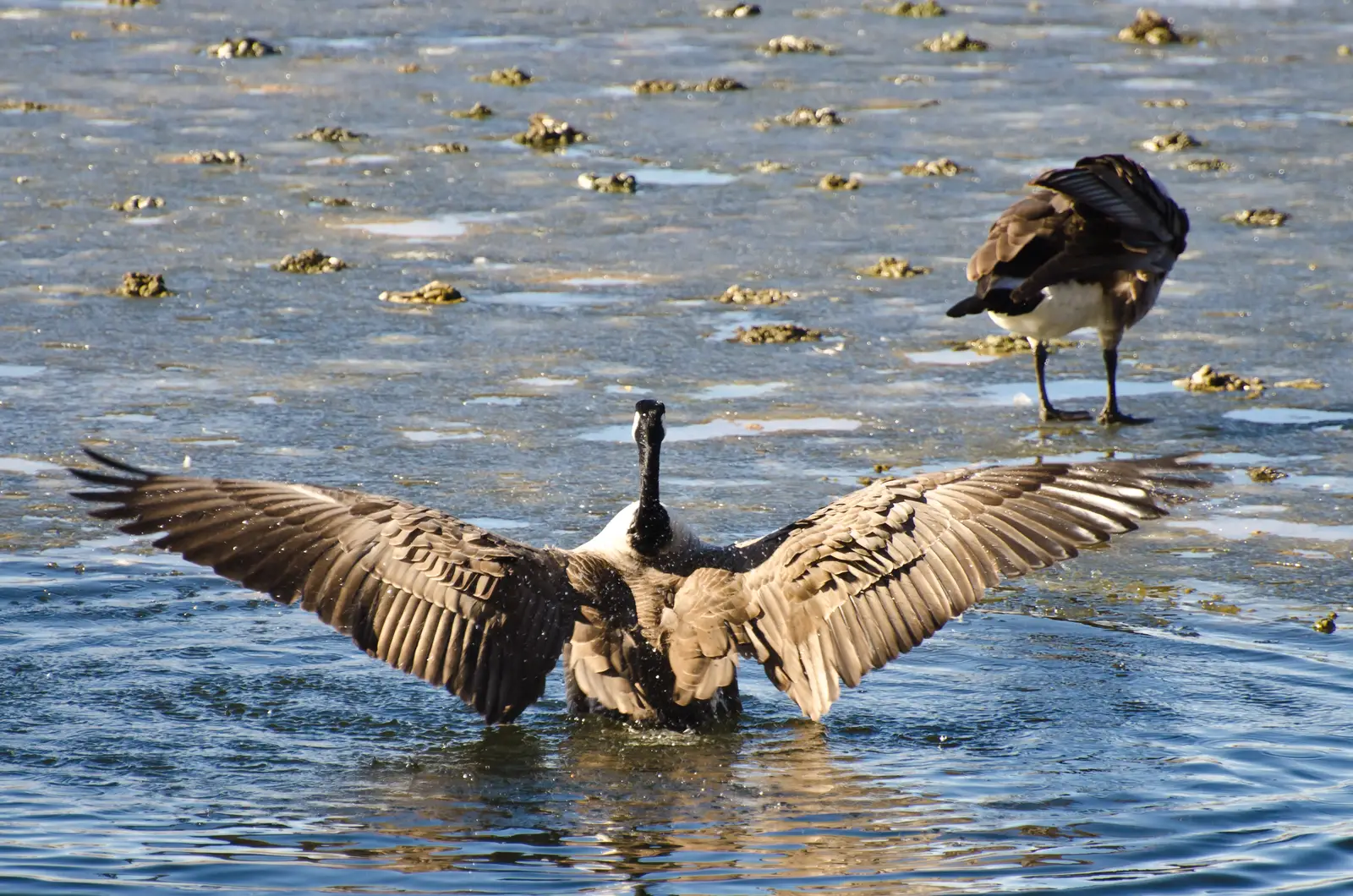 Conservation status and human conflict