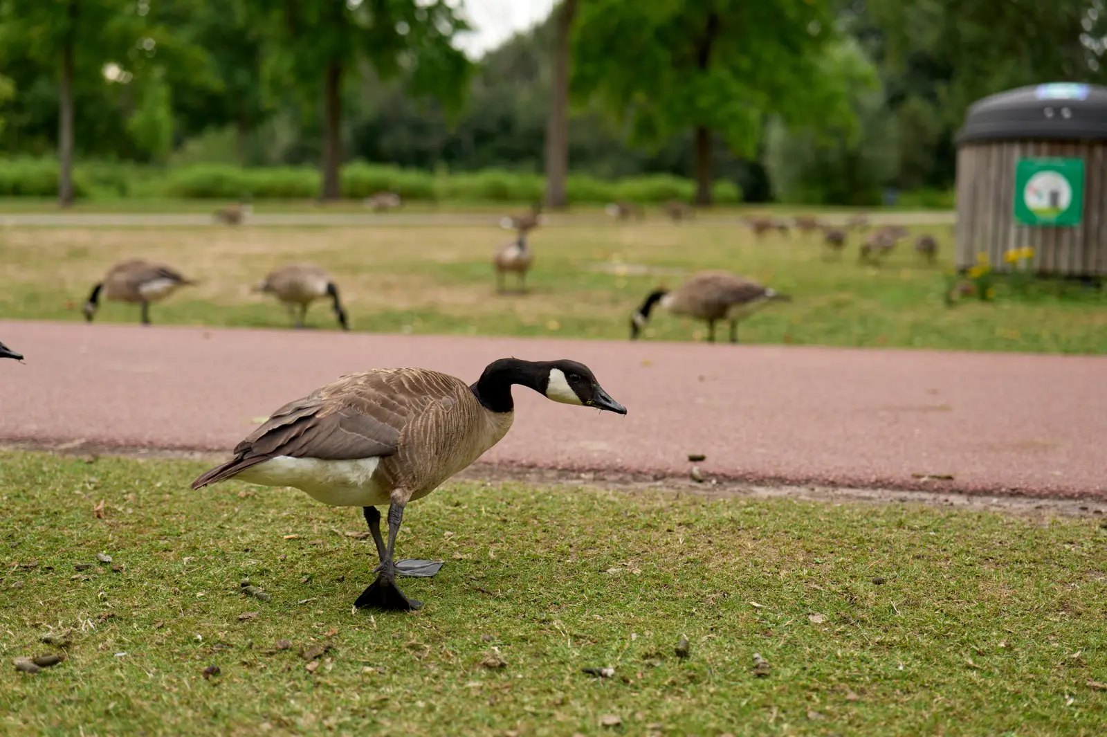 Why geese congregate at distribution facilities