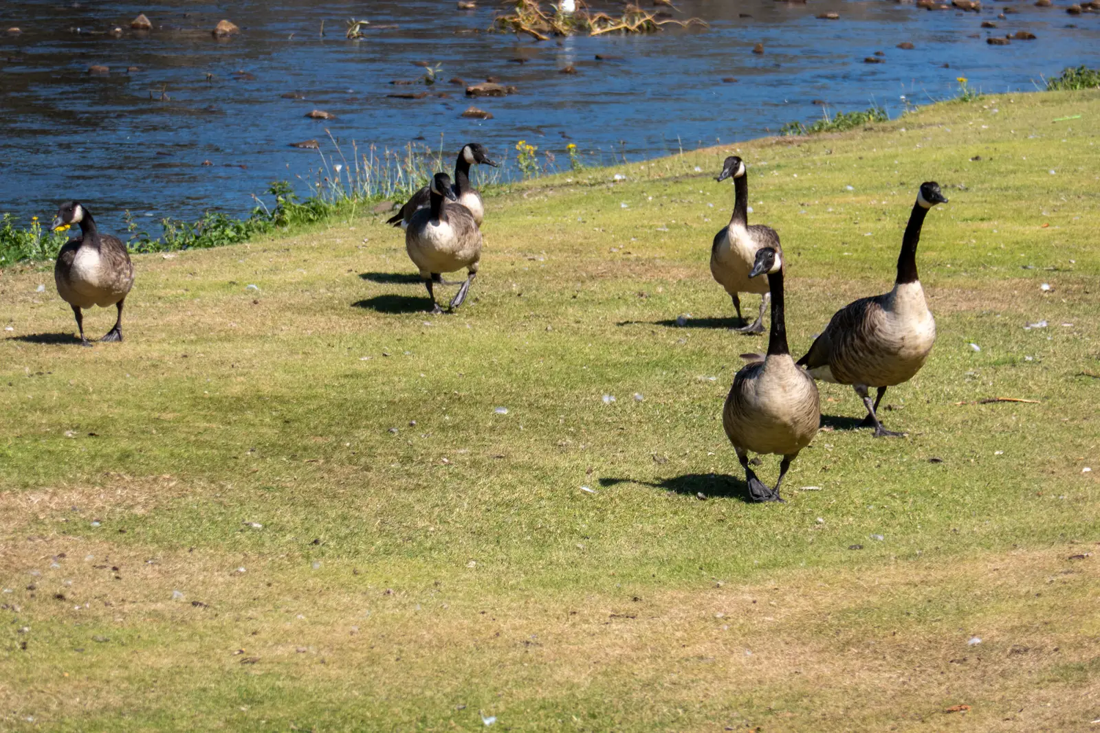 Timing service to the goose calendar