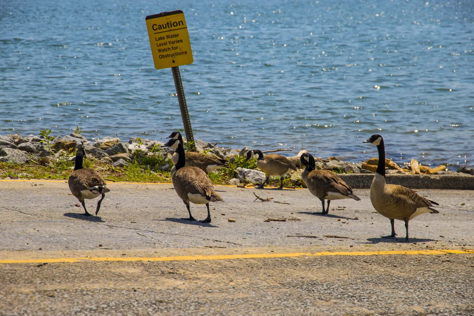 Why geese settle throughout Monroe