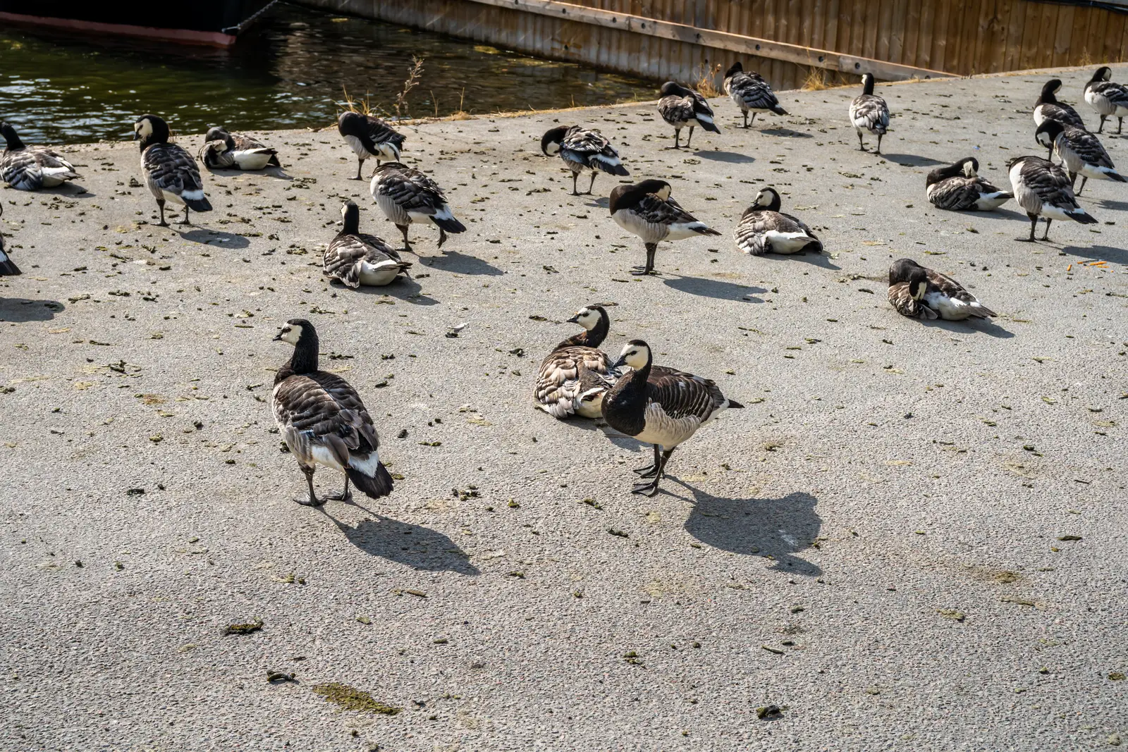 Why geese settle in Waretown