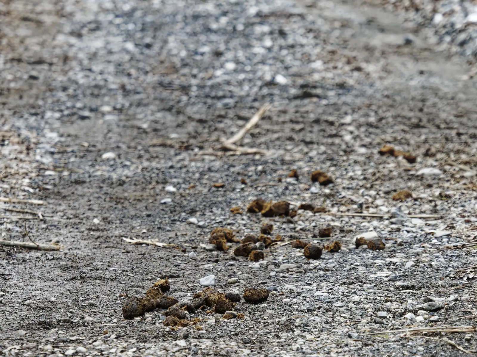 Why geese settle on the fairway