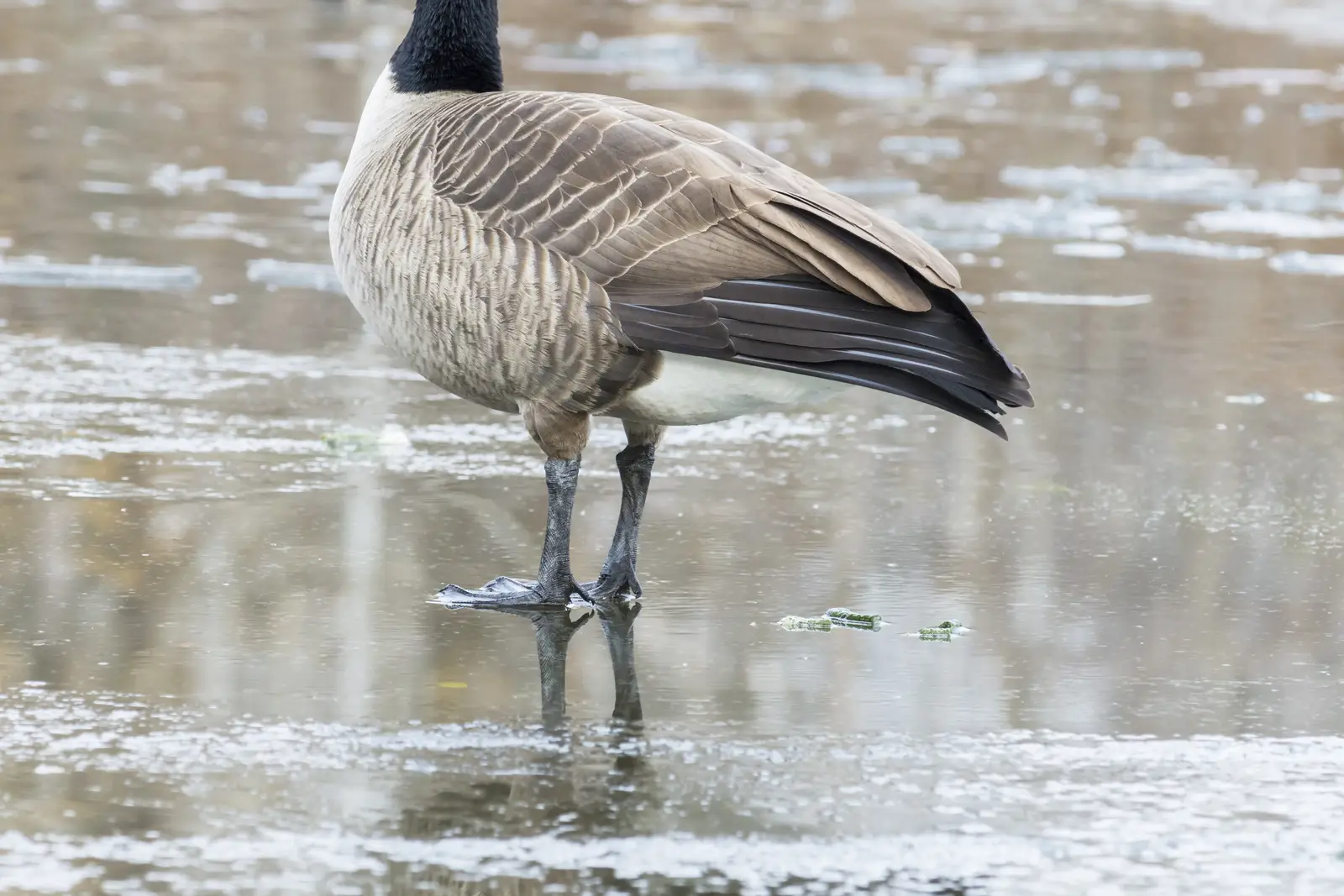 Why geese settle around Monmouth Junction