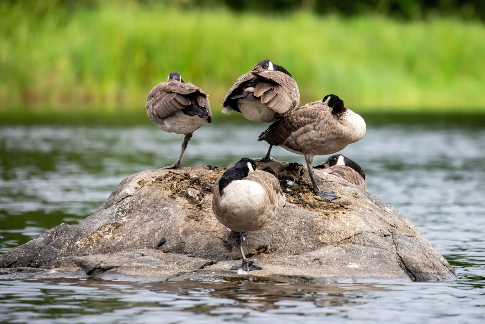 Why geese settle in Toms River