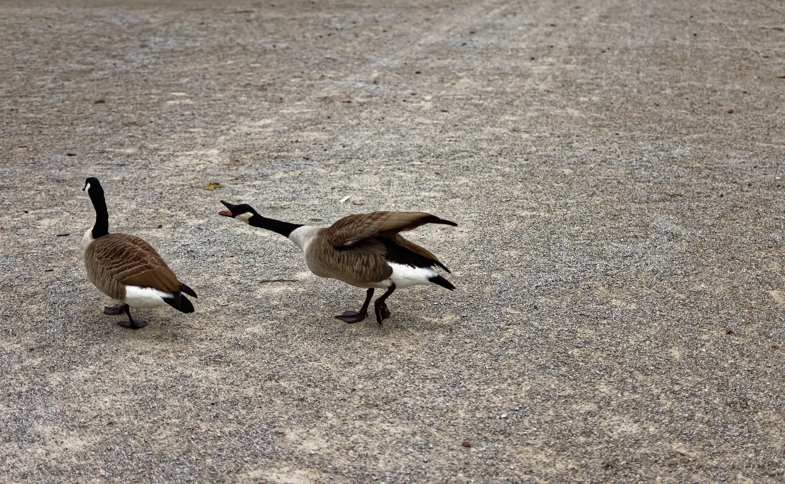 Where families and geese come into conflict