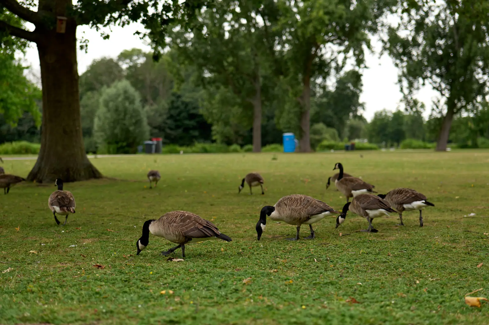 Working inside a wildlife hazard management plan