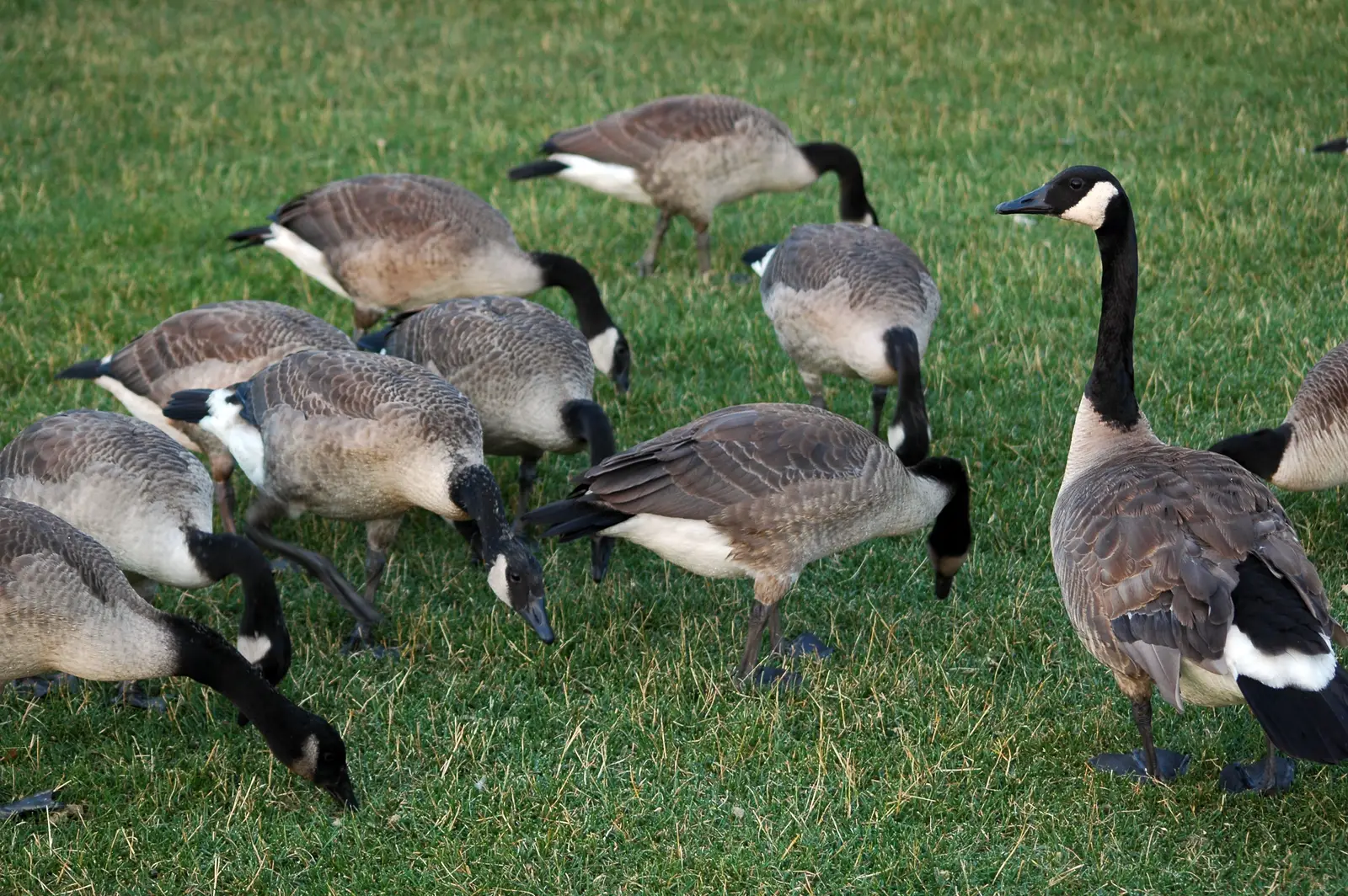Canada goose biology, explained