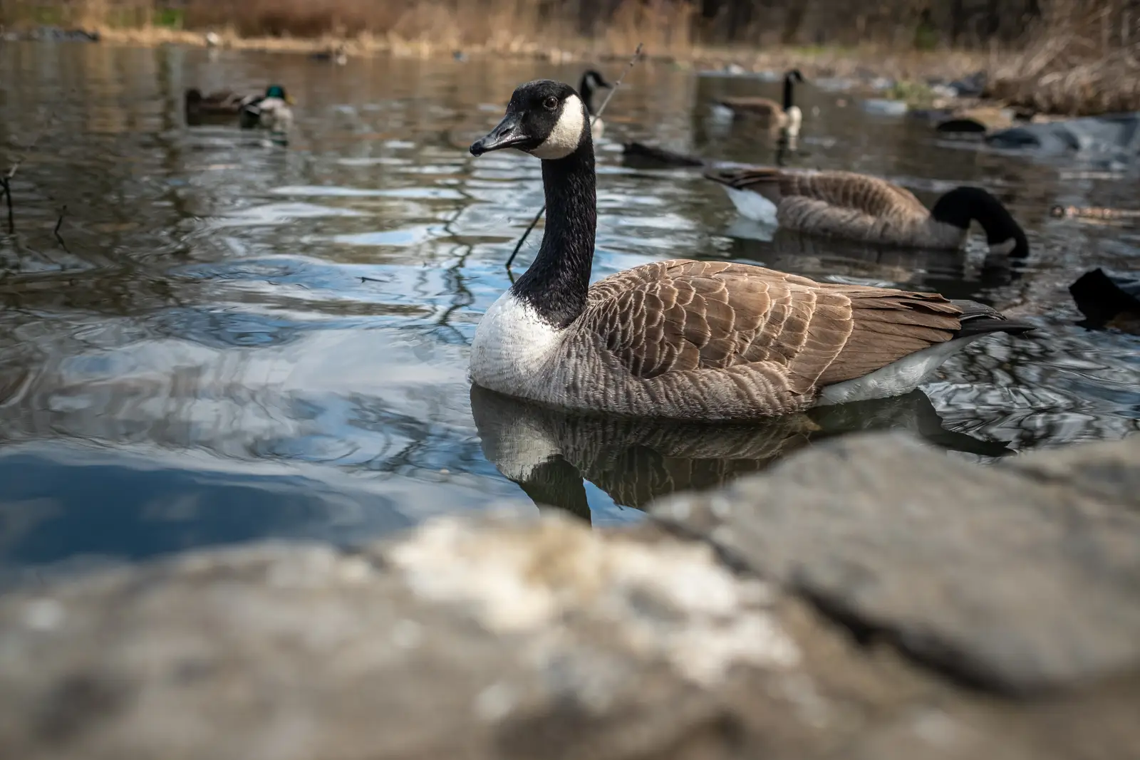 Migration patterns