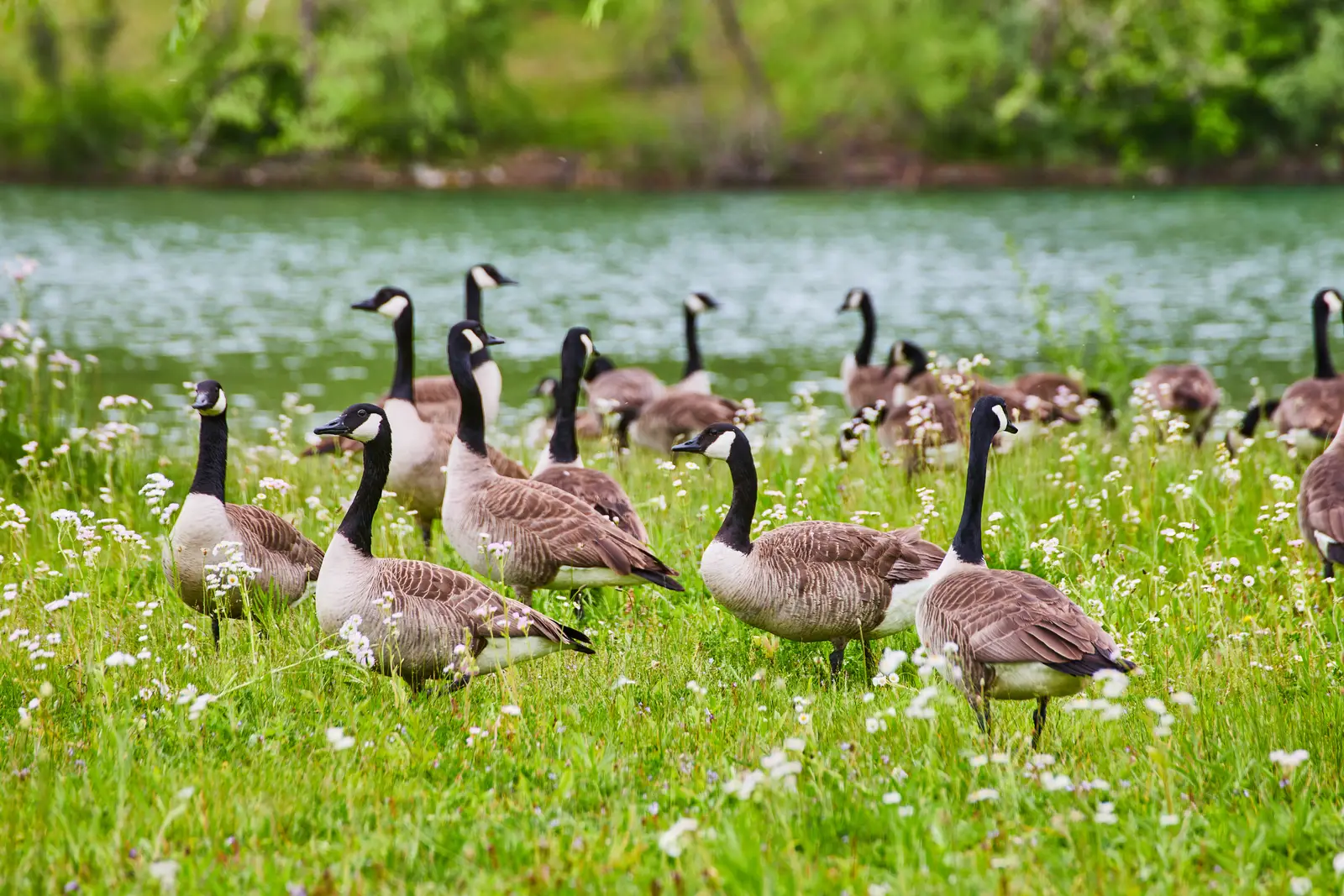 Timing a program to the goose calendar in Manchester Township