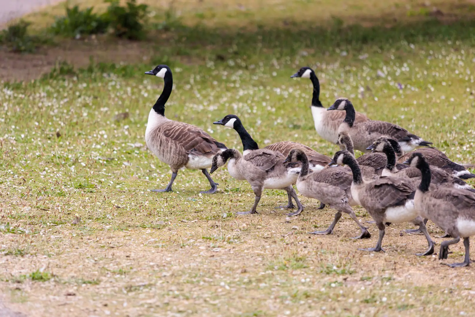 Timing a program to the goose calendar in Marlboro
