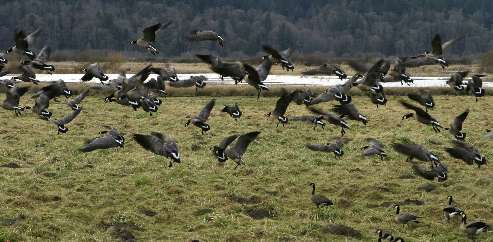 Timing a program to the goose calendar in Monmouth Junction