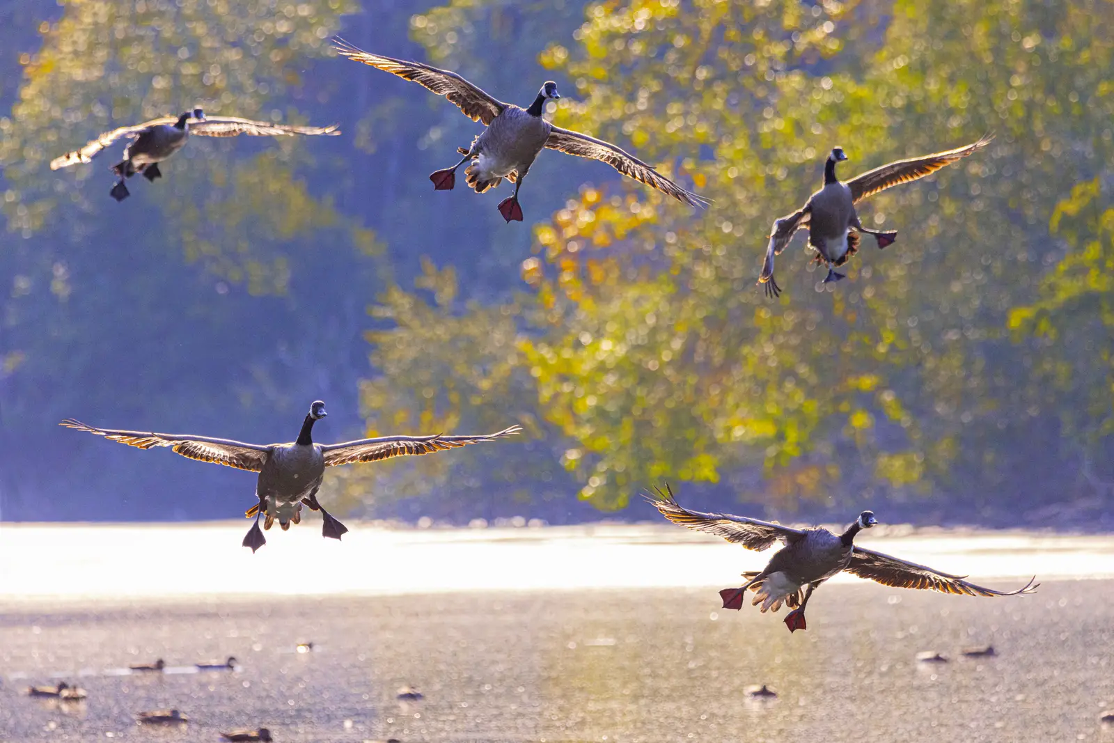 Canada geese control in Monroe, NJ