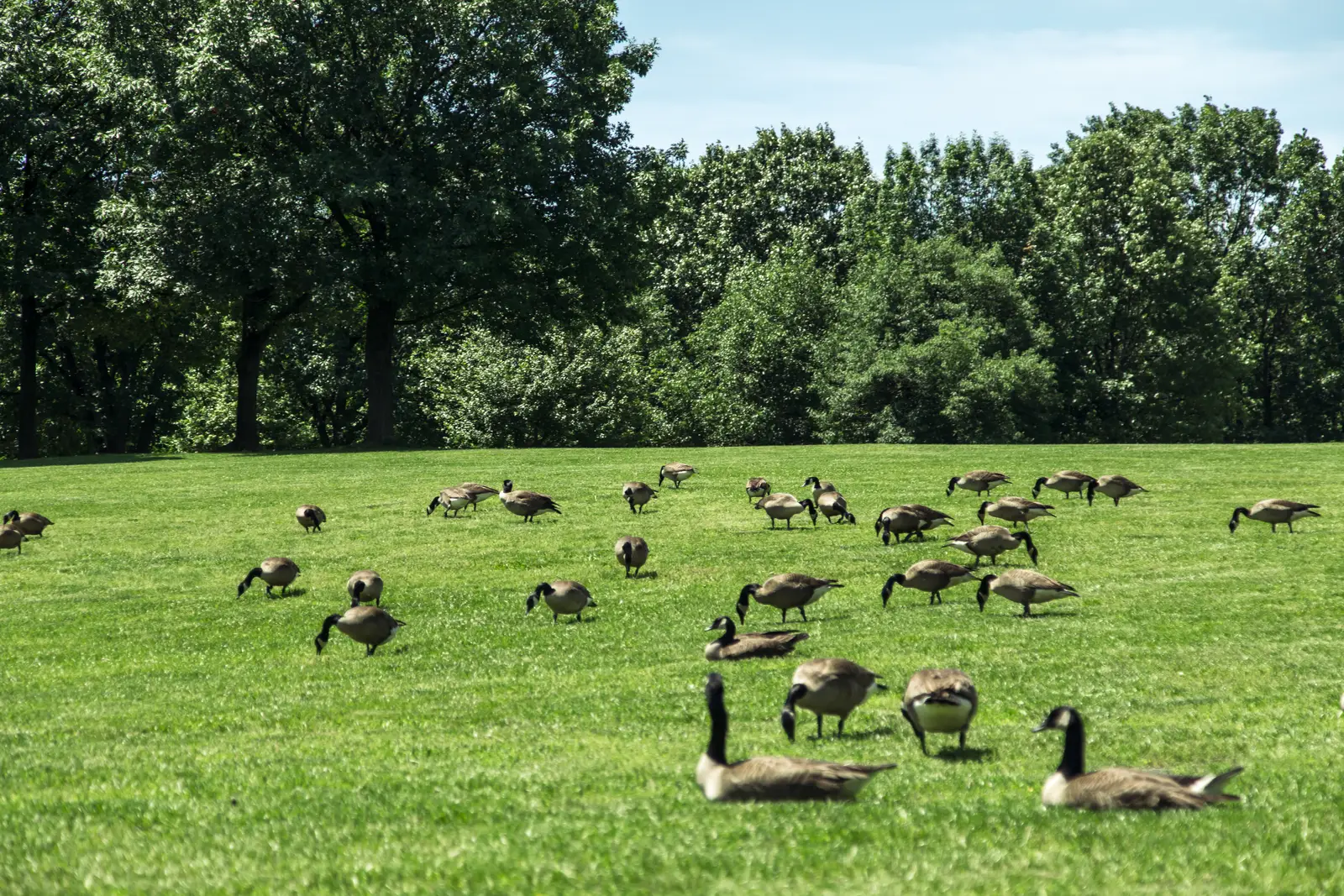 Fast, local response for Monroe's communities and golf courses