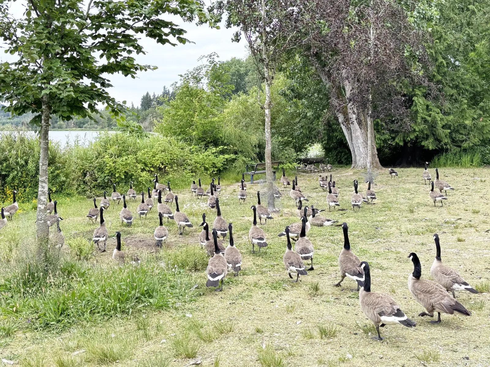Timing a program to the goose calendar in Monroe