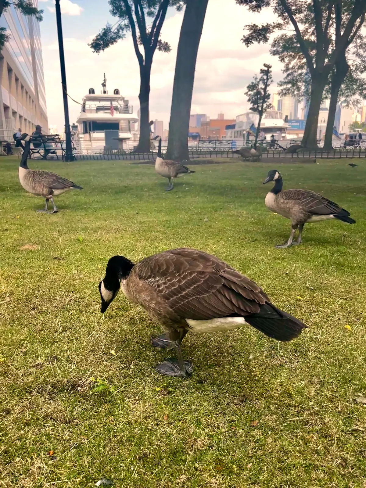 Canada geese control in Ocean Township, NJ