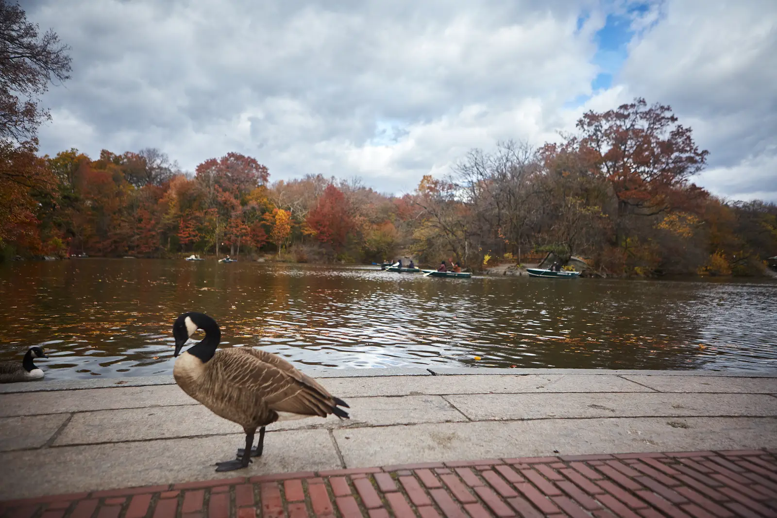 Why geese settle on Ocean Township properties