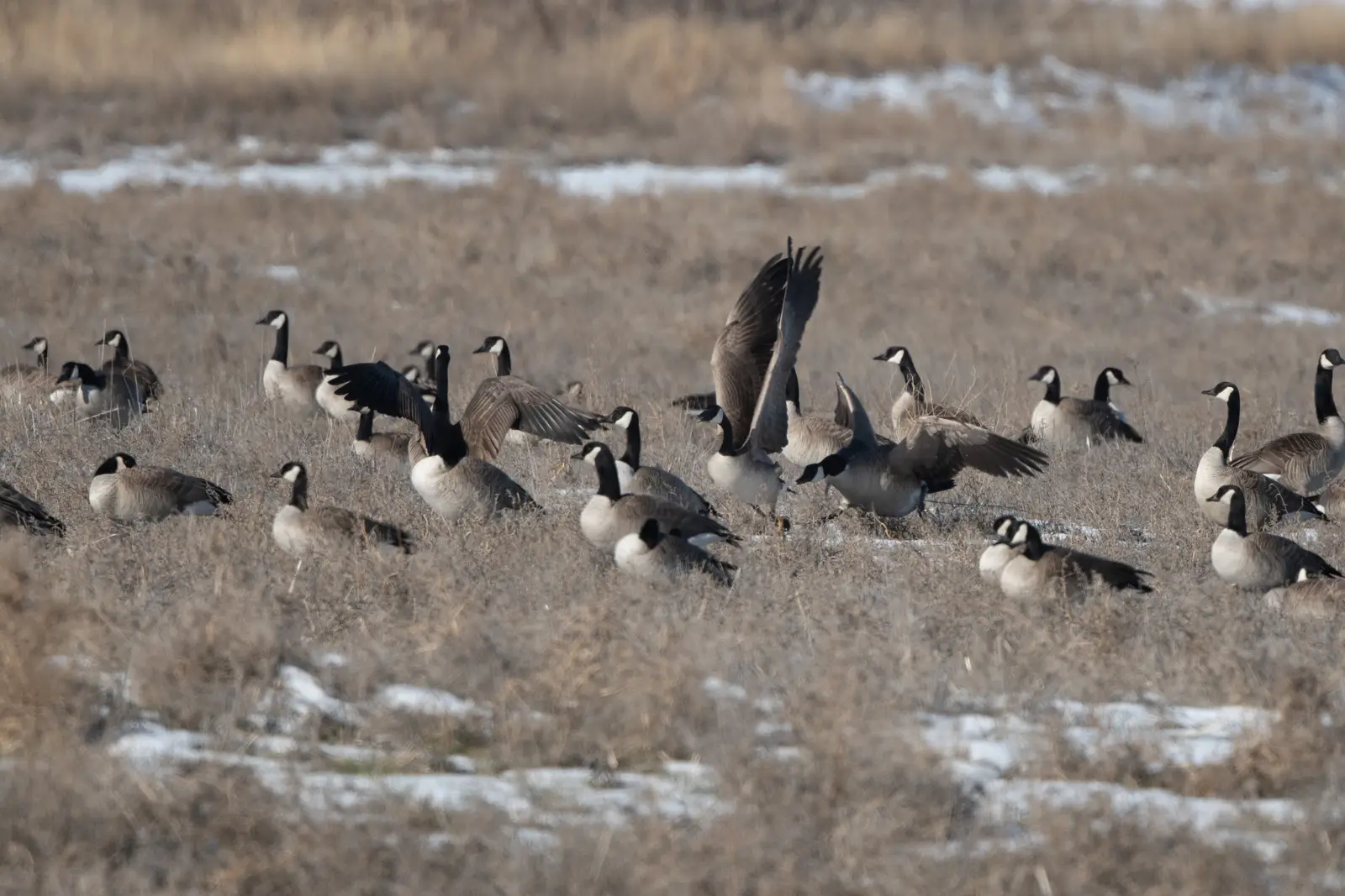 Timing a program to the Monmouth County goose calendar