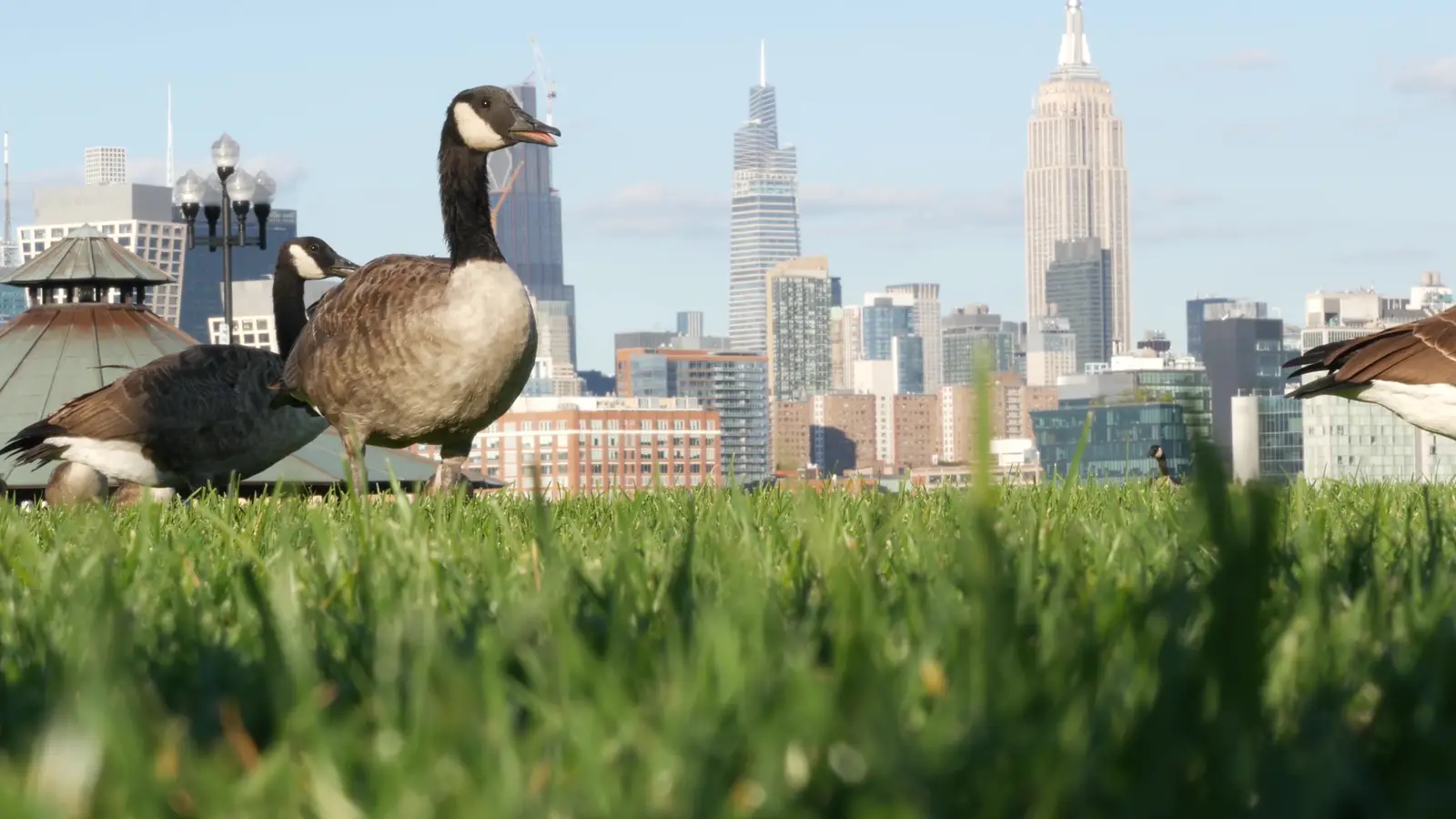 Canada geese control in Old Bridge Township, NJ