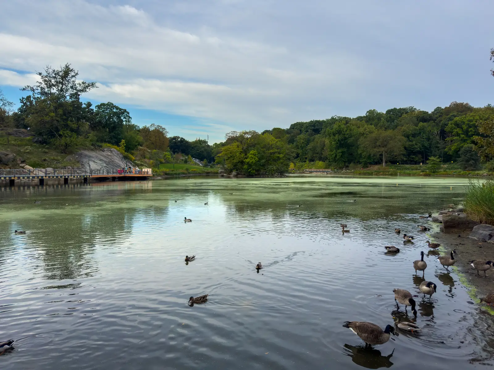 Why geese settle in Old Bridge