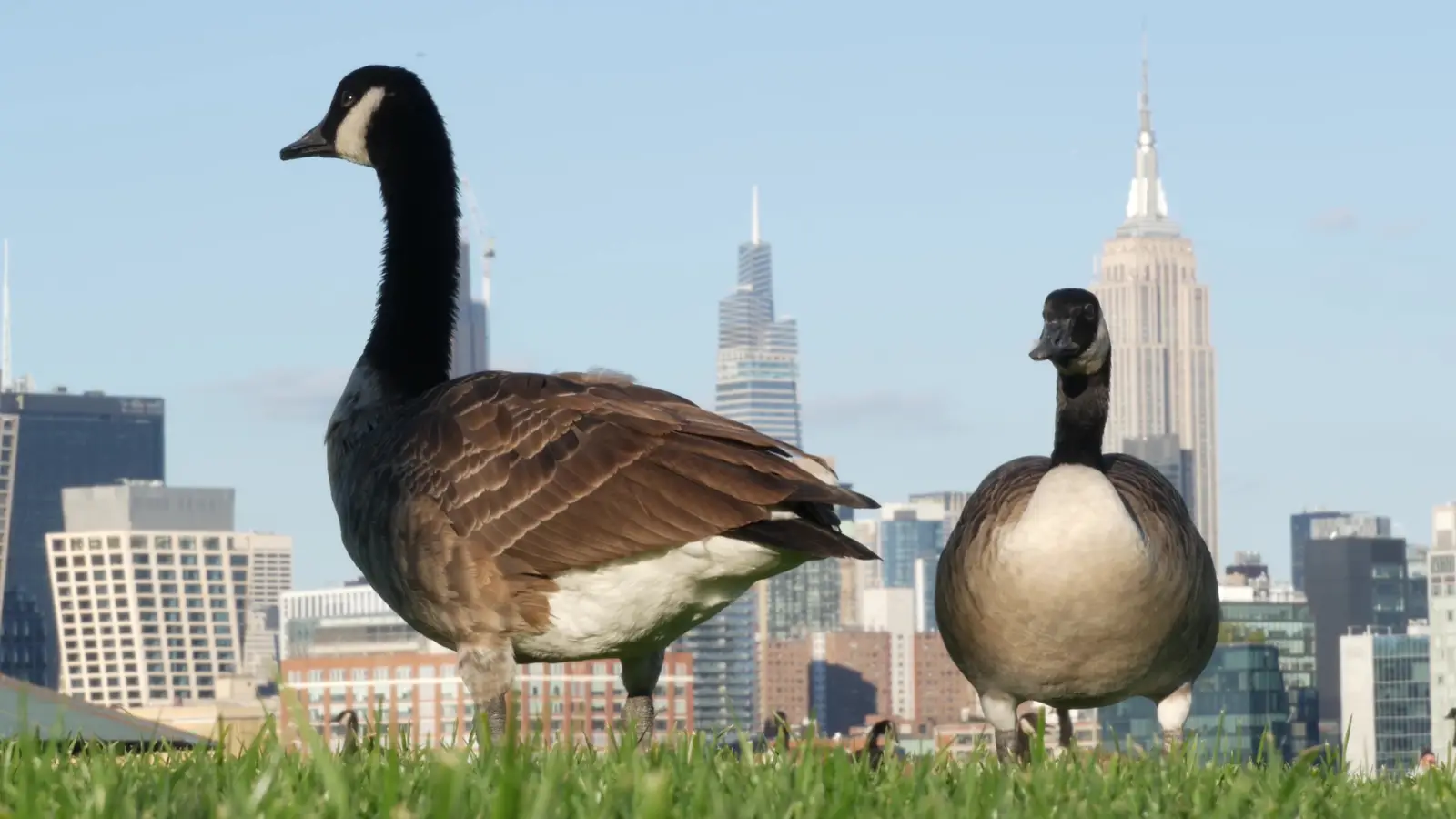 Timing a program to the Old Bridge goose calendar