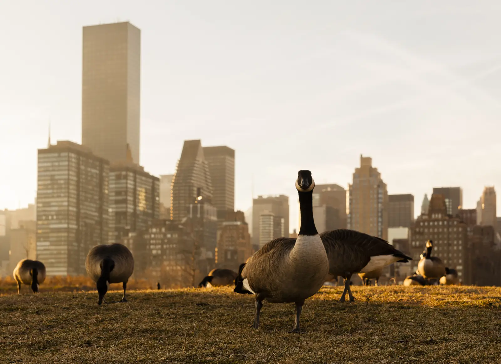 Canada geese control in Princeton, NJ