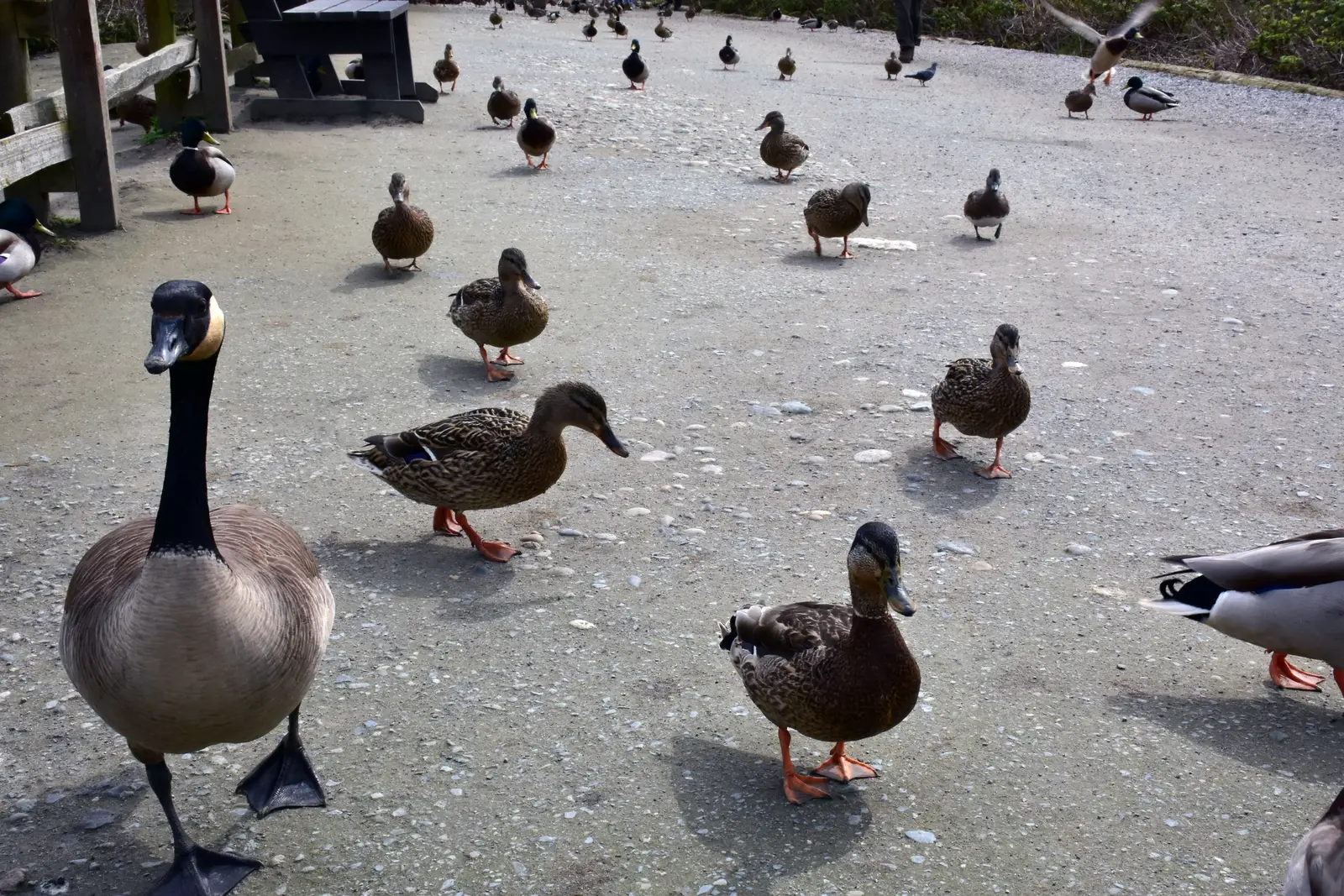 Timing a program to the Princeton goose calendar