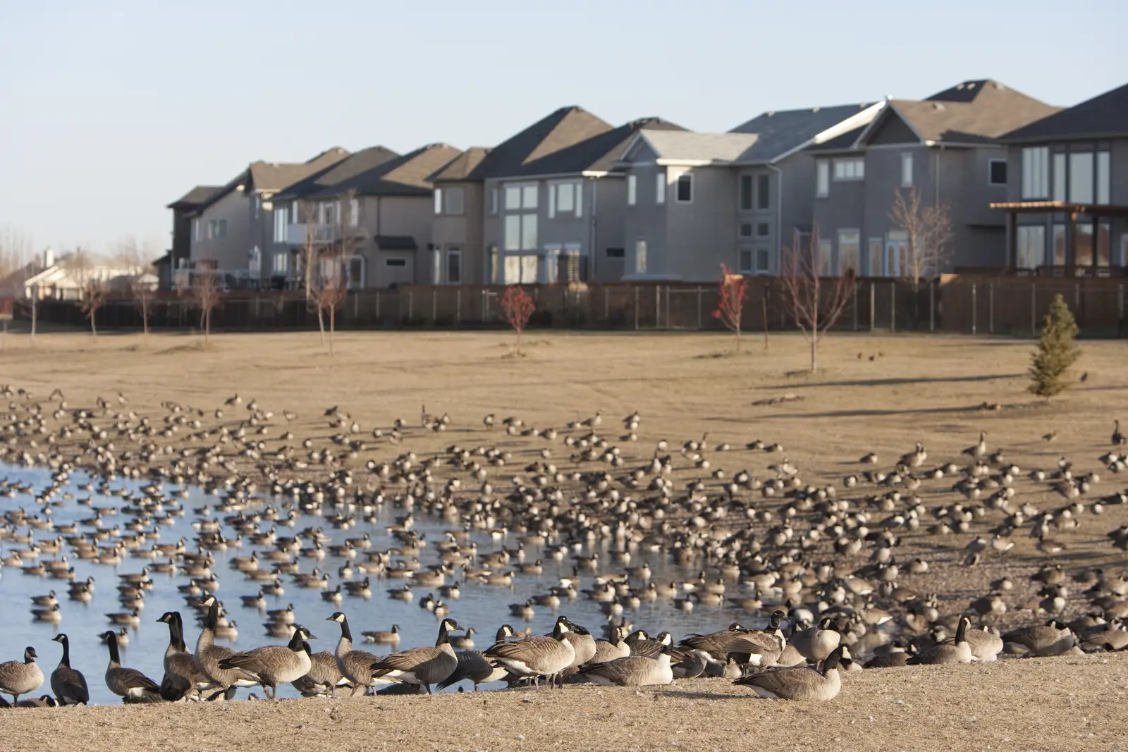 Canada geese control in Red Bank, NJ