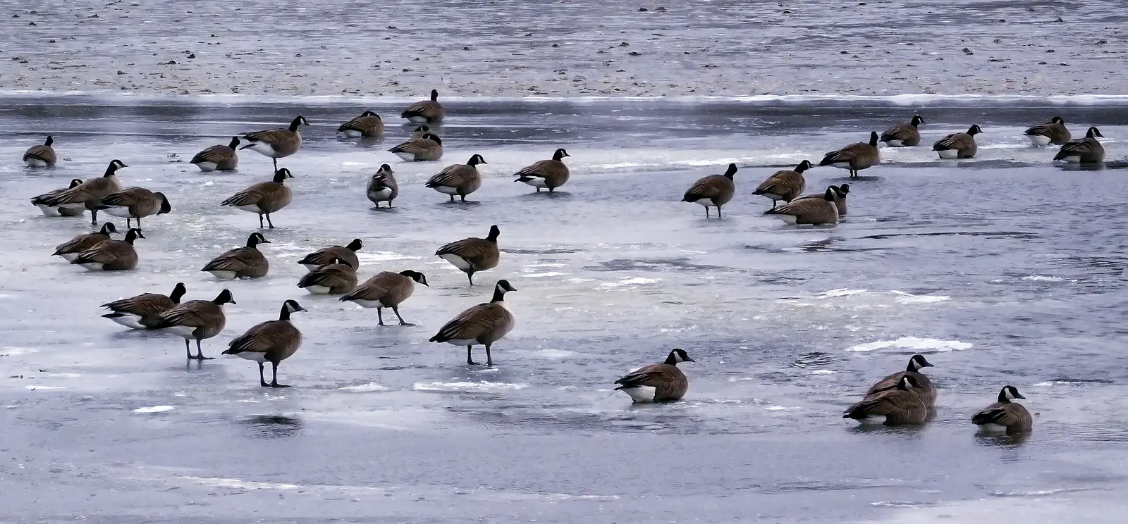 Timing a program to the Red Bank goose calendar