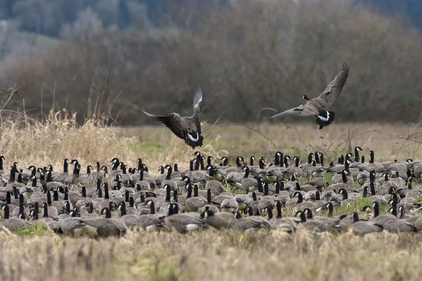 Canada geese control in Toms River, NJ