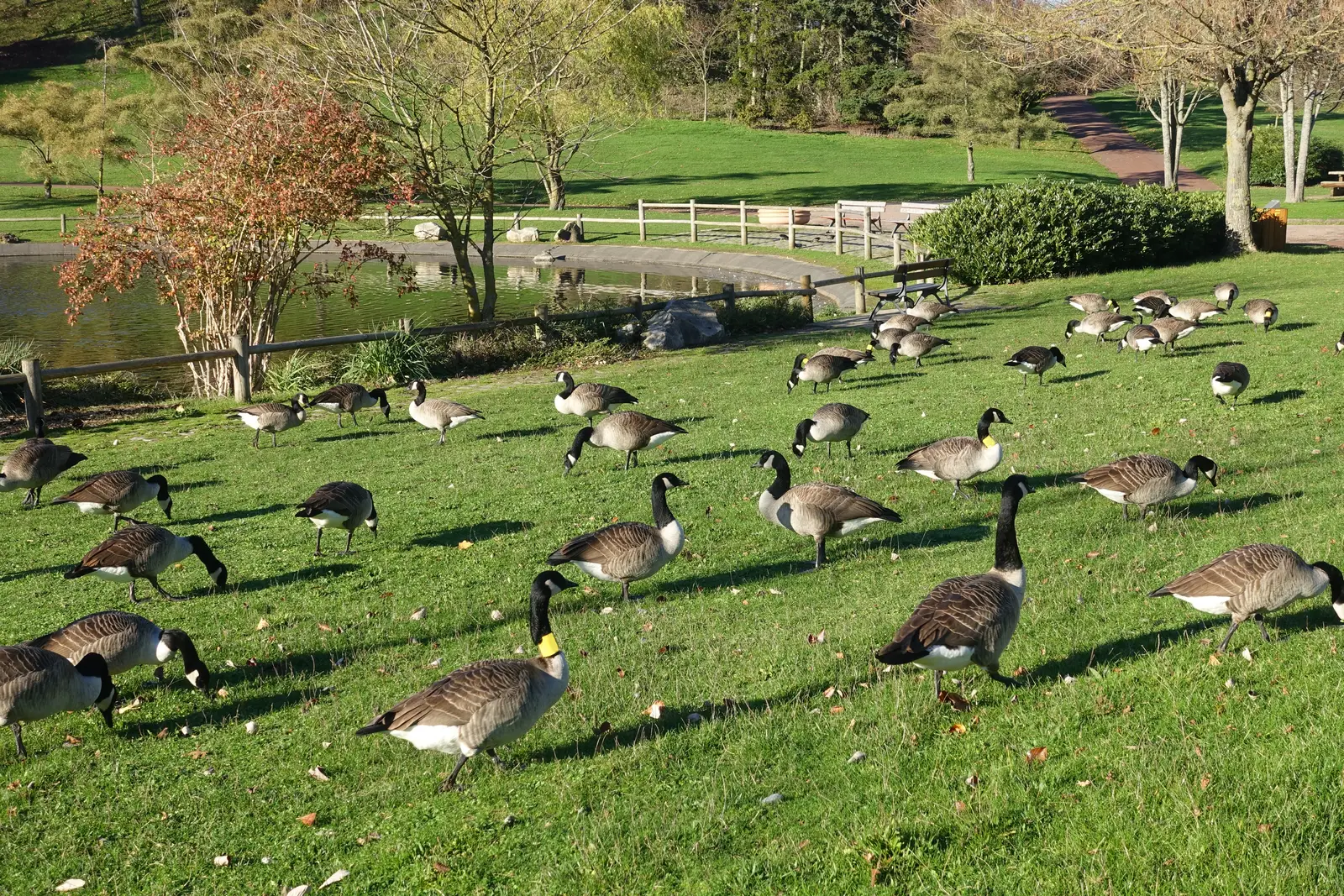 Timing a program to the Toms River goose calendar