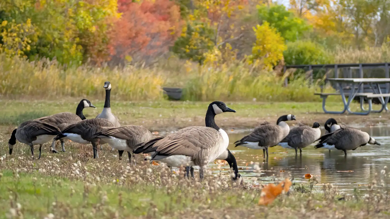 Canada geese control in Wall Township, NJ