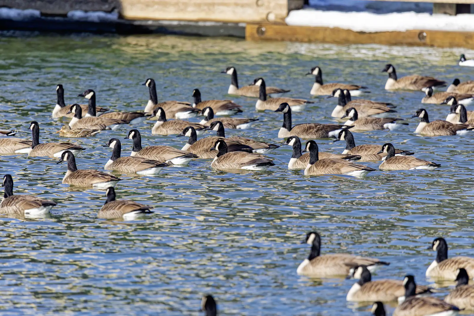 Timing a program to the Wall Township goose calendar