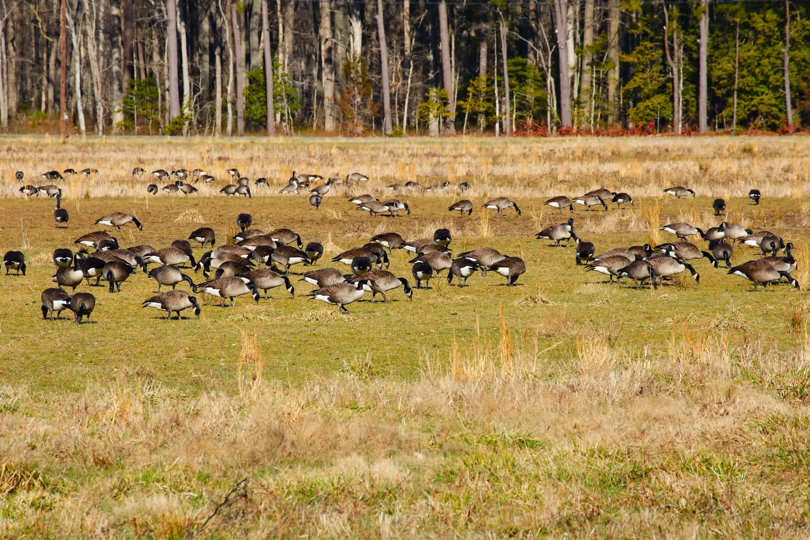 Canada geese control in Waretown, NJ