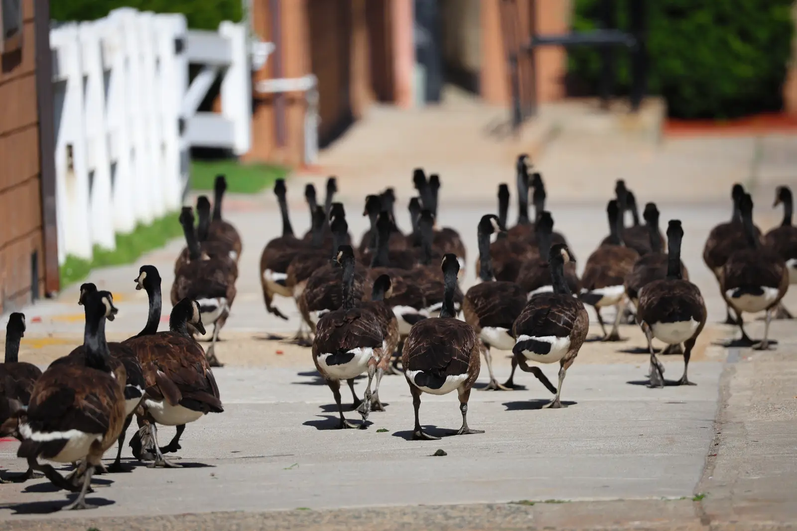 Timing a program to the Waretown goose calendar