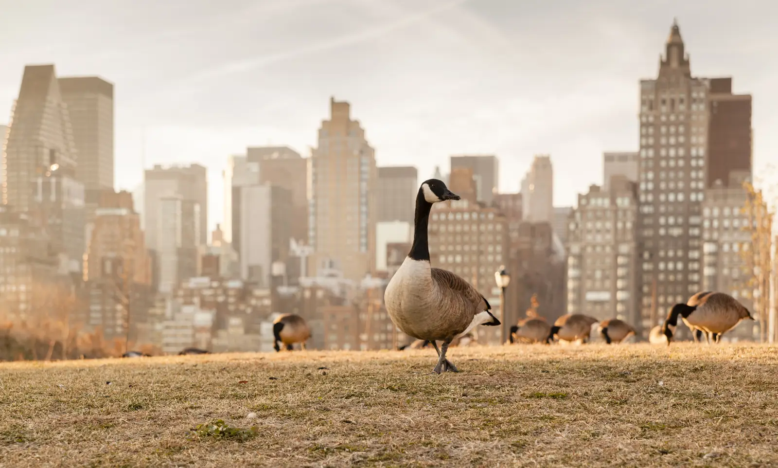 Canada goose resources for NJ, NY & CT