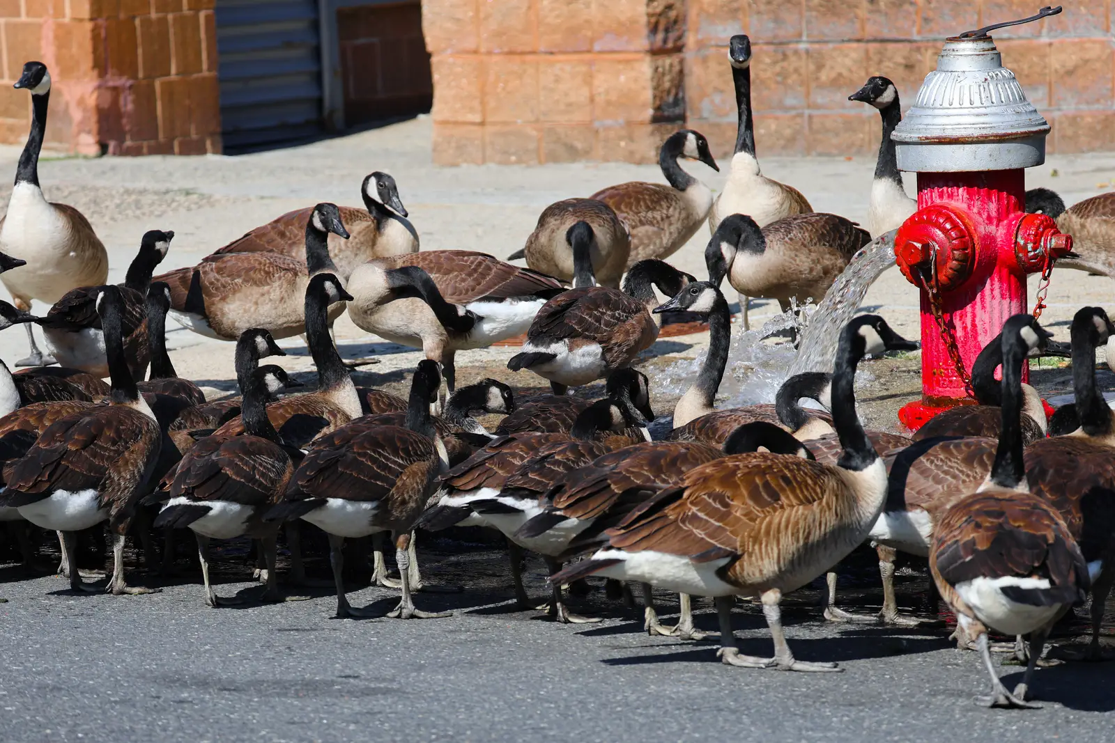 Migratory vs. resident geese