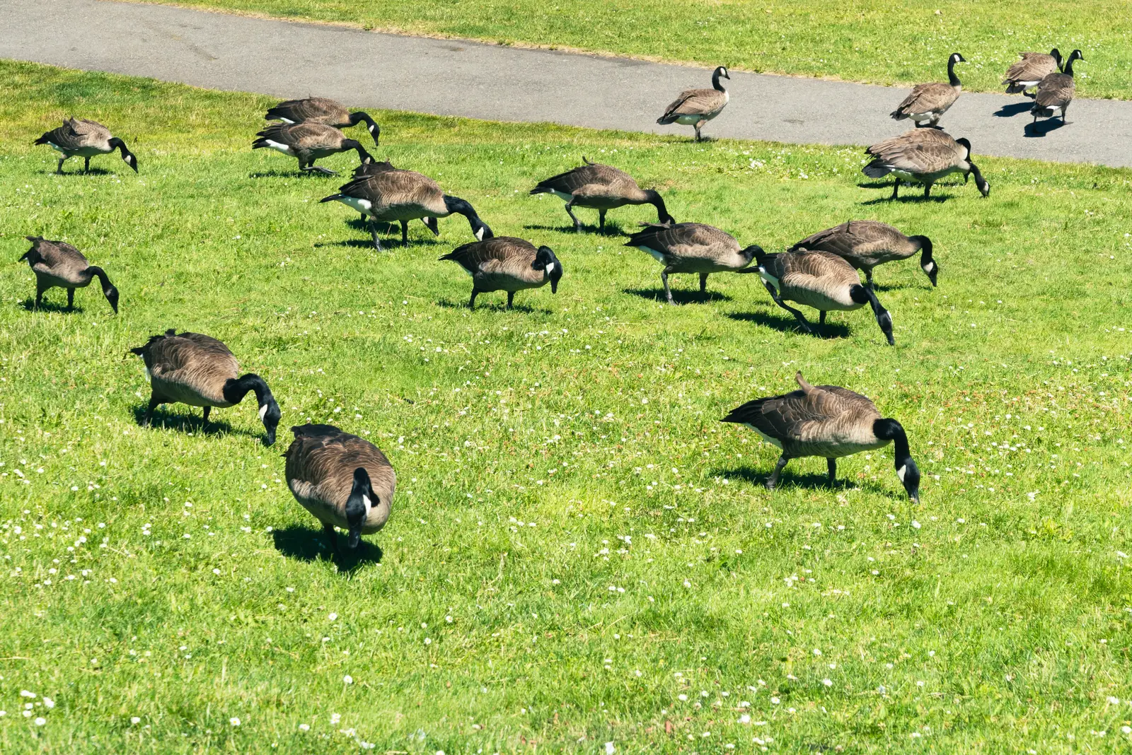 Canada goose control methods across NJ, NY & CT