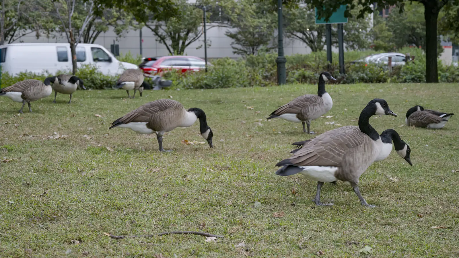 What does a Canada goose look like?