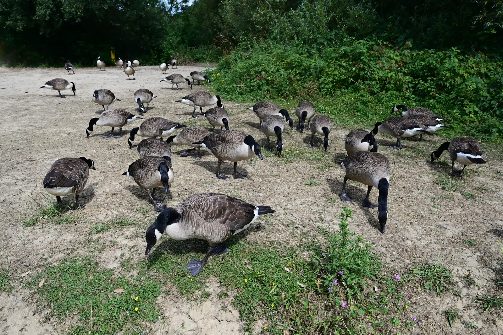 Behavioral signs the flock has settled in