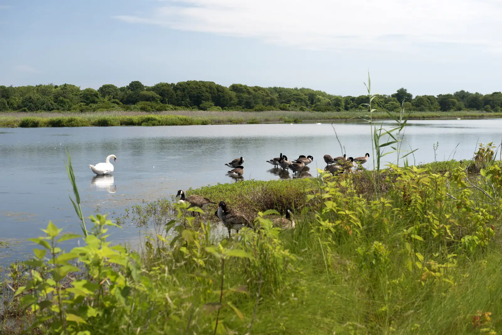 Why geese settle around a manufacturing plant